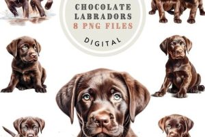 choco lab creative studio