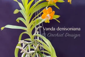 Orchid Design & Printing