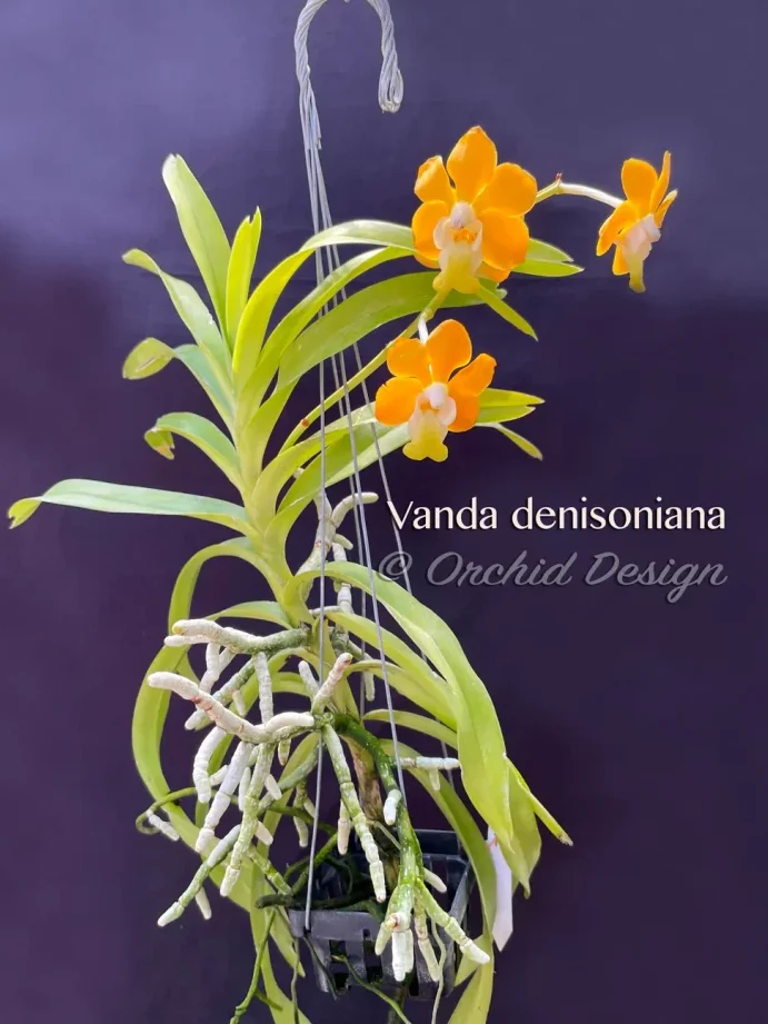 orchid design printing